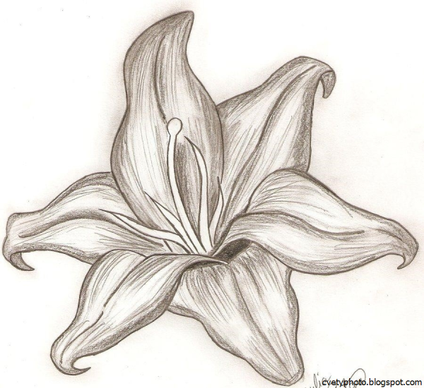 Рисунки цветов карандашом