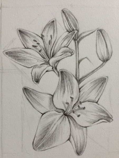 Карандашный набросок Лилия