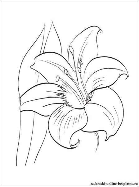 Лилия рисунок