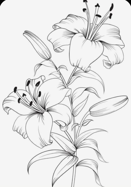 Рисунки цветов для срисовки