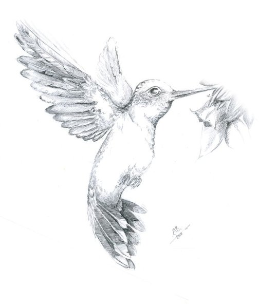 Колибри рисунок