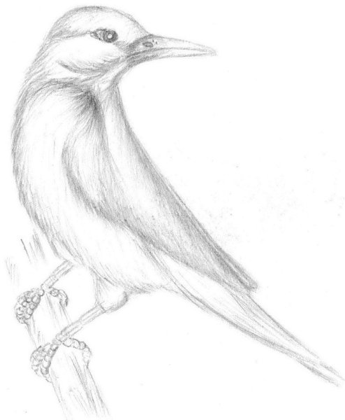 Нарисовать птицу карандашом