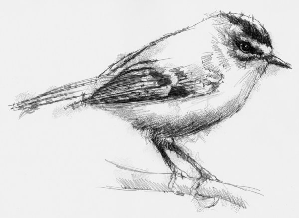 Графические зарисовки птиц