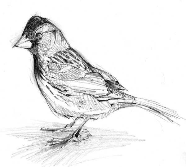 Зарисовки птиц
