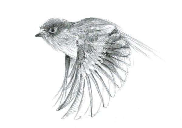 Рисование птиц карандашом