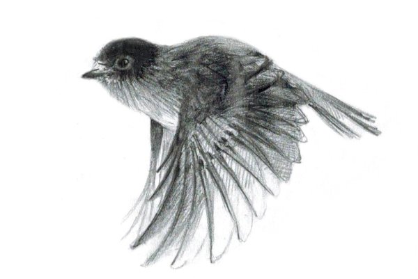 Птица карандашом