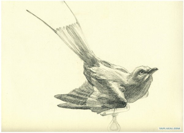 Зарисовки птиц