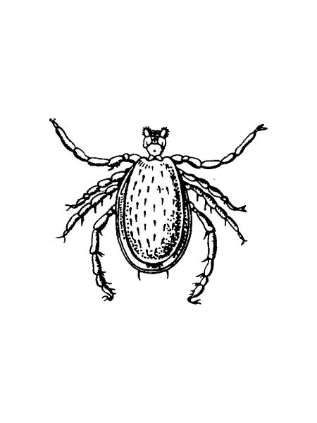 Клещ для раскрашивания детям