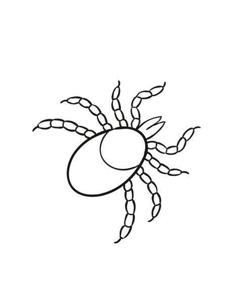 Клещ раскраска для детей