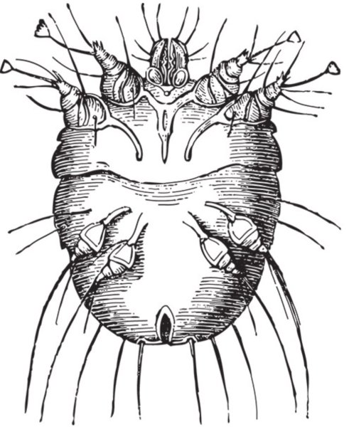 Sarcoptes scabiei строение
