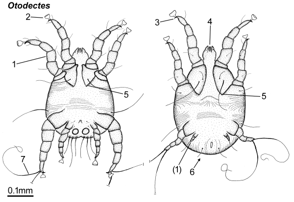 Строение клеща otodectes Cynotis