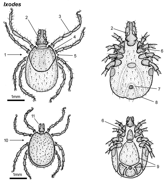 Личинка клеща таёжного (Ixodes persulcatus)