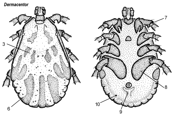 Дермацентор клещ строение