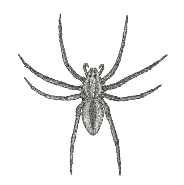 Фоторобот паукообразных