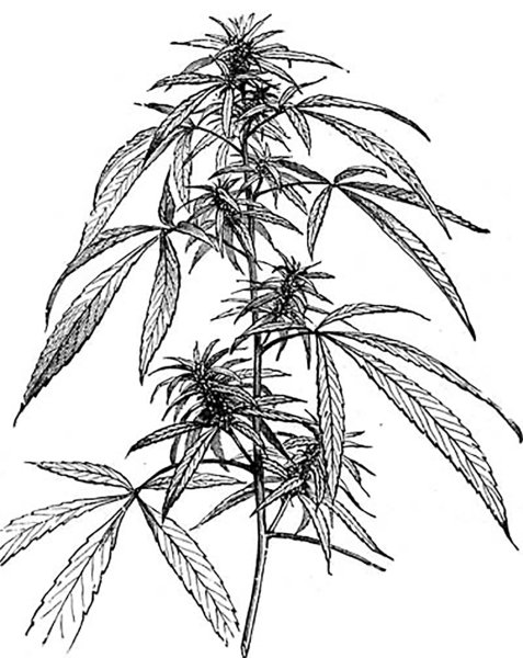 Cannabis Sativa Leaf