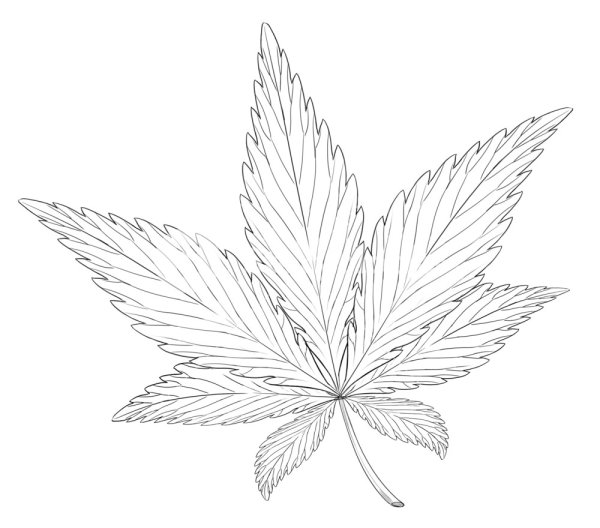 Конопля контур