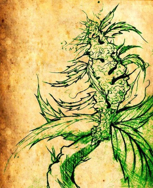 Конопля эскиз