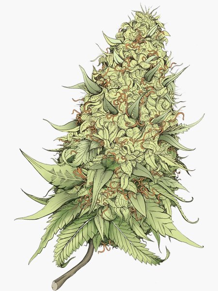 Куст конопли арт