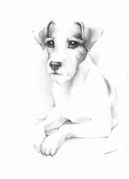 Джек Рассел терьер рисунок