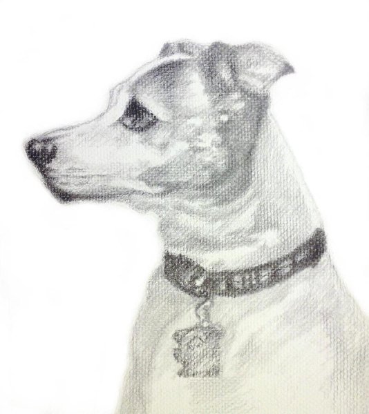 Парсон Рассел терьер раскраска