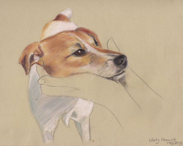 Срисовка пса Джек Рассел