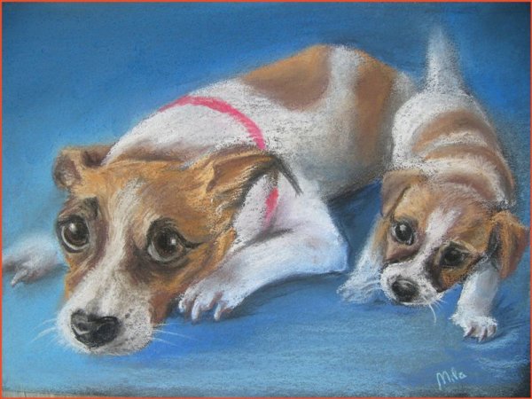 Анатомия Джек Рассел терьера