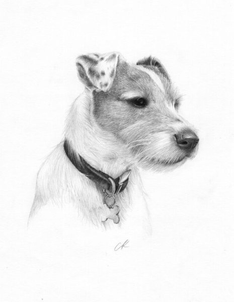 Парсон-Рассел-терьер рисунок