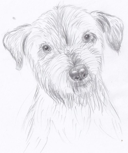 Джек-Рассел-терьер рисунок карандашом