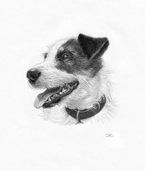 Джек Рассел терьер рисунок