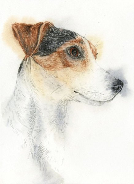 Скетчинг Джек Рассел