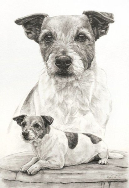 Рисунок собаки Джек Рассел терьер