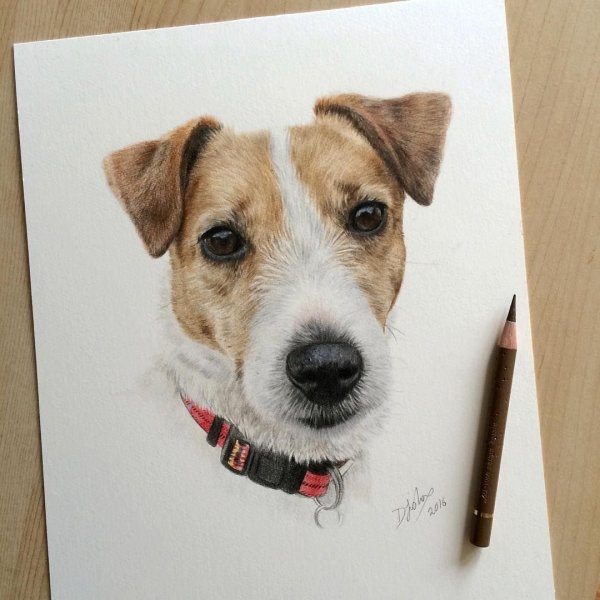 Джек Рассел терьер карандашом