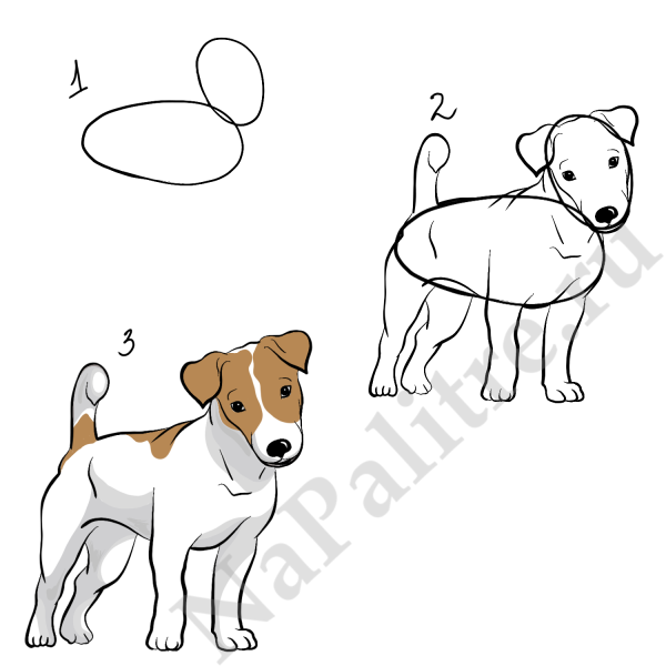 Джек Рассел терьер рисунок поэтапно