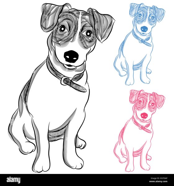 Джек Рассел терьер рисунок поэтапно