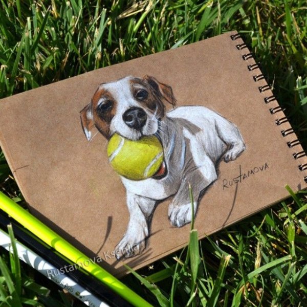 Скетчинг Джек Рассел