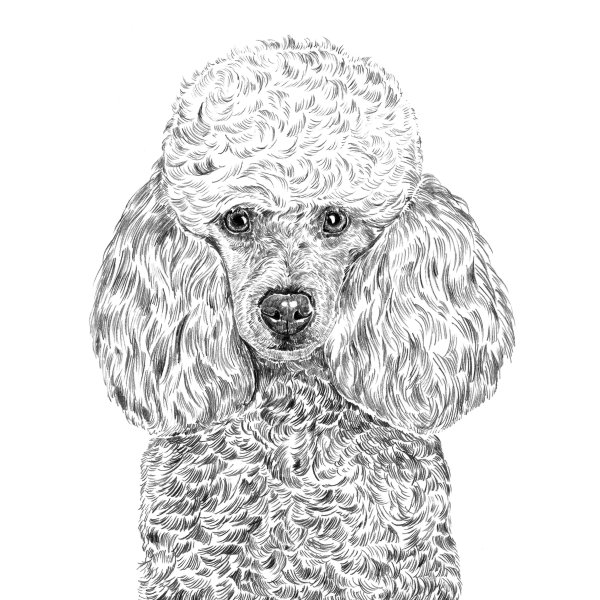 Карликовый пудель раскрашенный