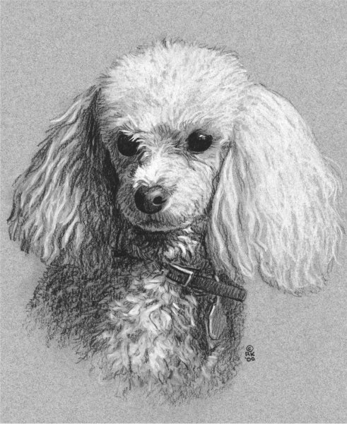 Пудель карандашом
