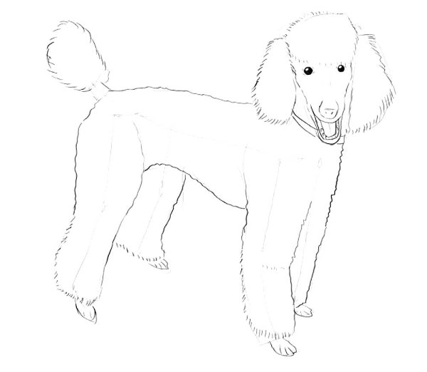 Пудель карандашом