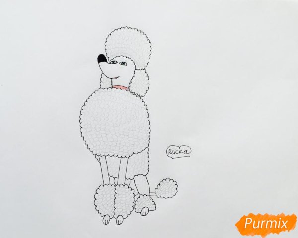 Пудель рисунок карандашом для начинающих поэтапно легко