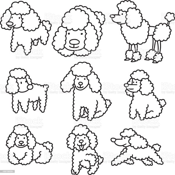 Раскраски карликовый пудель