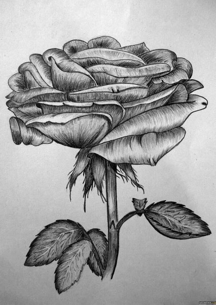 Графика карандашом