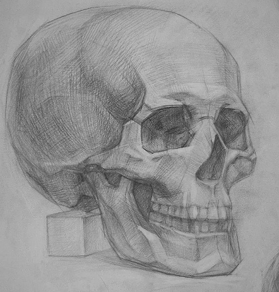 Череп сбоку рисунок гипсовый