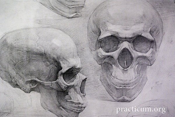 Череп вид сбоку Академический рисунок