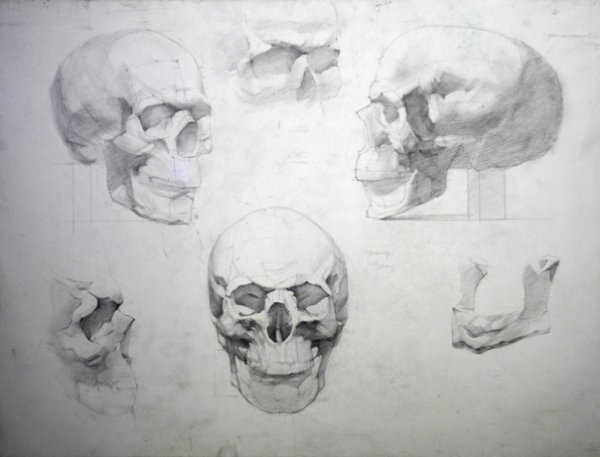 Череп сбоку рисунок Академический