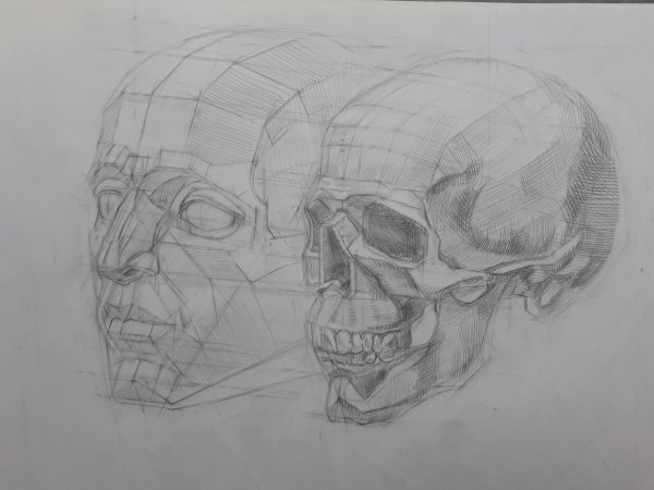 Баммес череп профиль