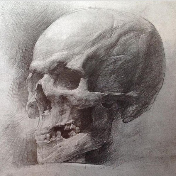 Академический рисунок черепа Академия художеств