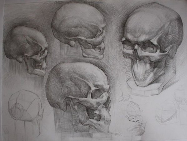 Анатомия черепа Рыжкин