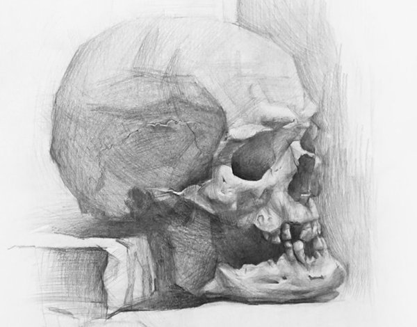 Академическое рисование черепа