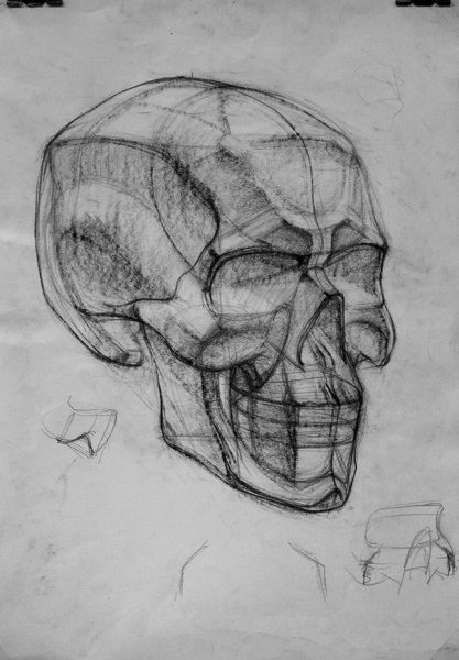 Обрубовка черепа Академический