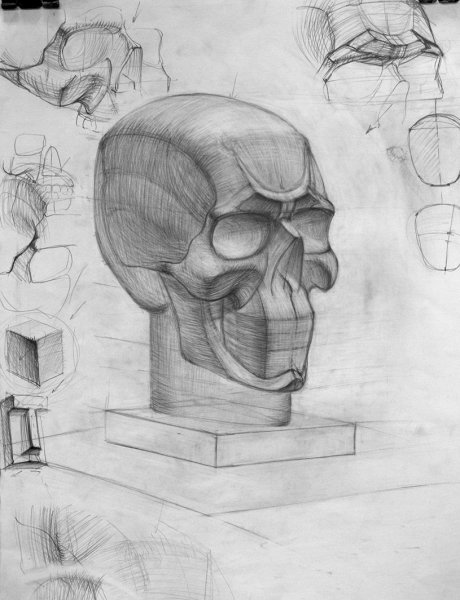 Обрубовка черепа Академ